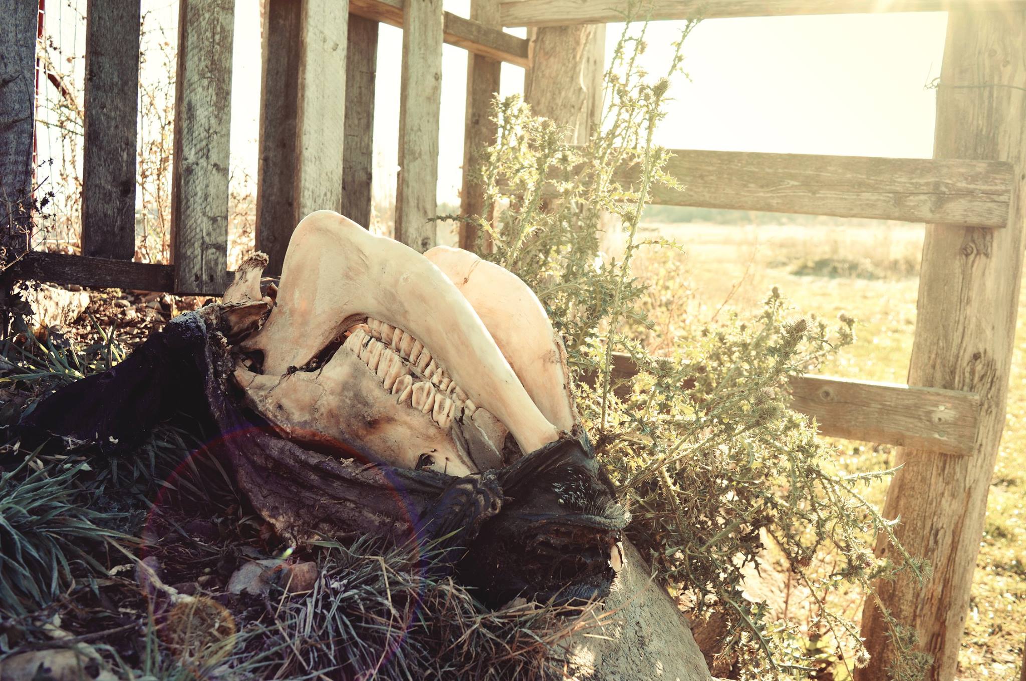 12238112_1623867717866633_1904987667826816961_o