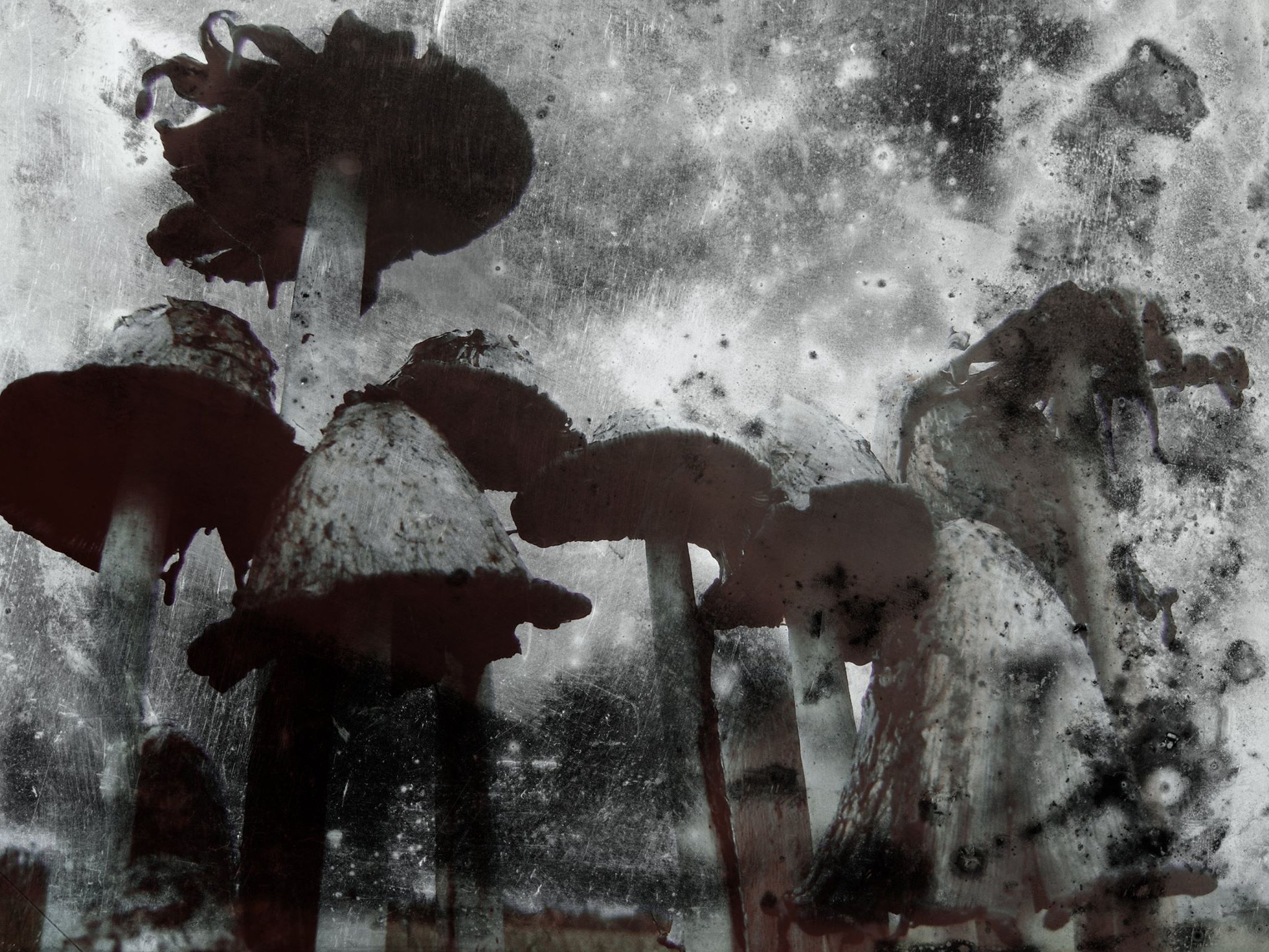 12961217_1672860246300713_6042864176056159748_o