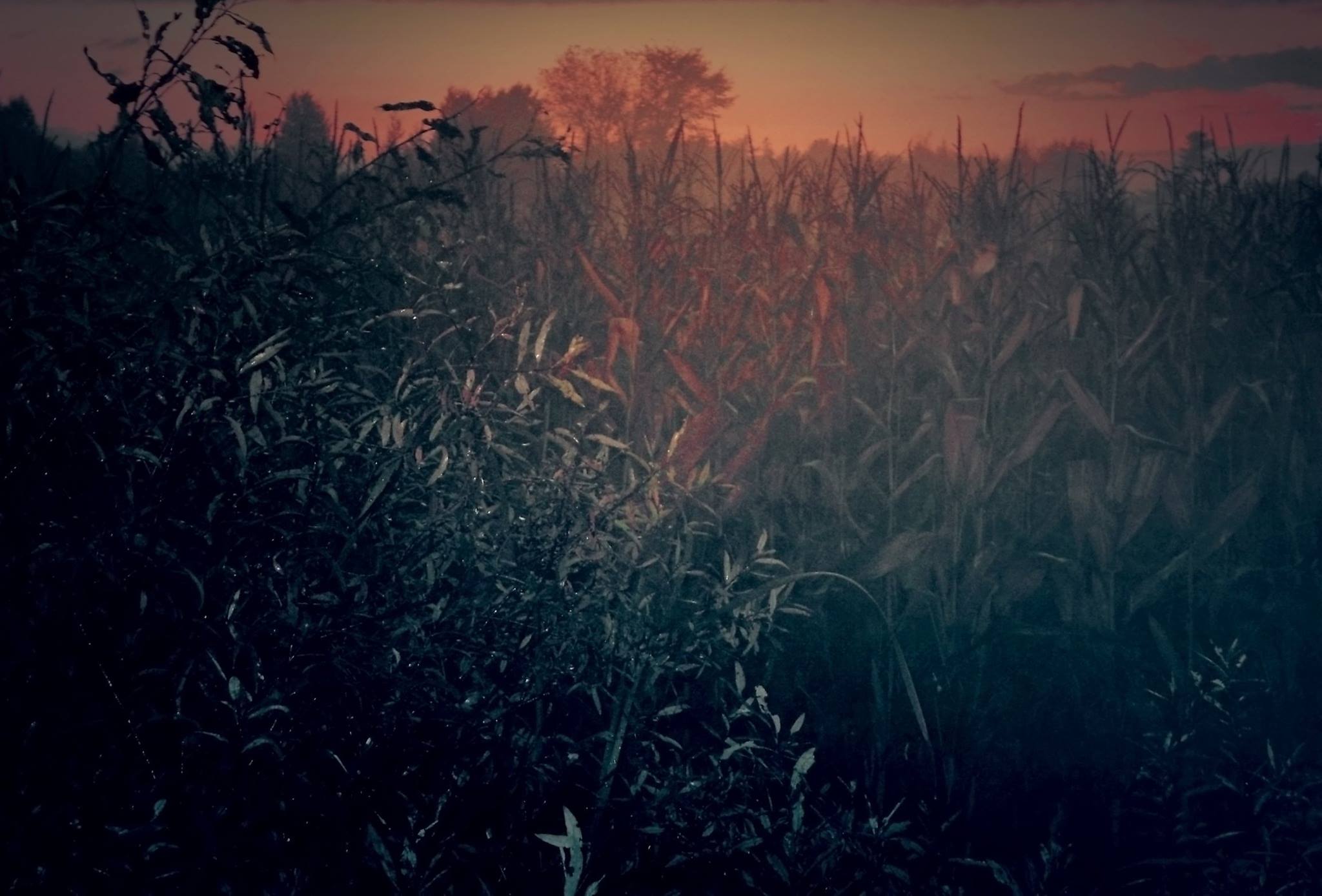 12998352_1674018626184875_3343257986448990134_o