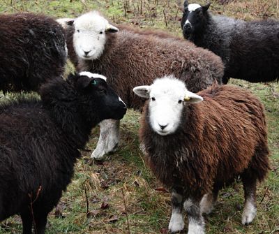 Devenish Diary_Herdwick join Balwen_210116(4)