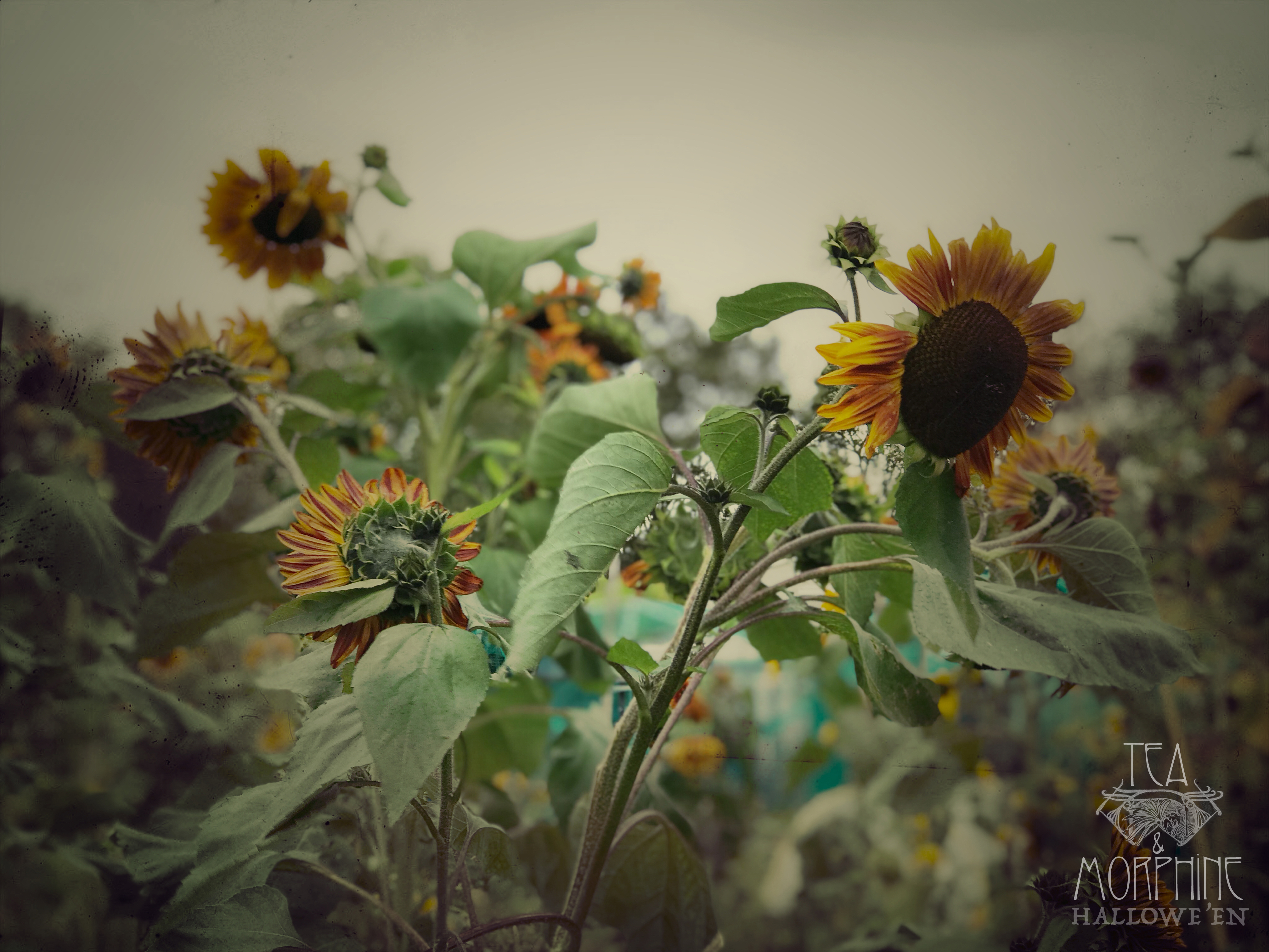 Folk Horror Tea & Morphine 7.jpg